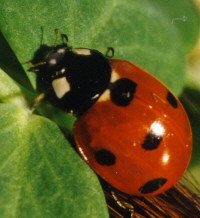 une jolie coccinelle bien rouge