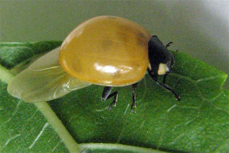 coccinelle jaune