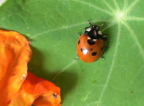 coccinelle orange