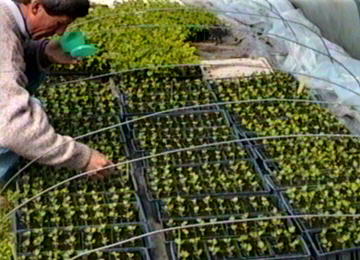 Monsieur Vialle installe les larves de coccinelle