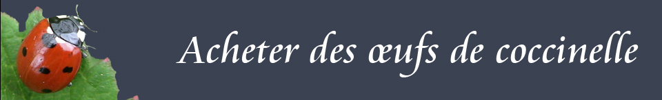 acheter des oeufs de coccinelle