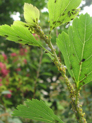 une branche garnie de pucerons