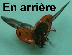 culbute de la coccinelle