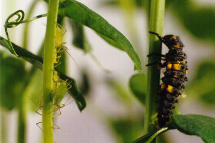 une larve bientt coccinelle