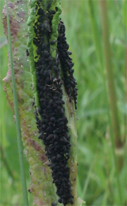 pucerons sur rumex