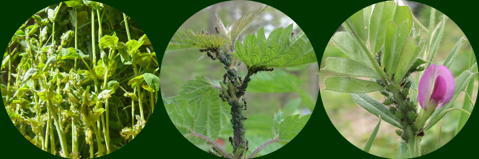 trois plantes garnies de pucerons